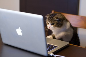 Cat_using_computer