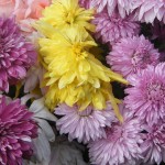 Mother's day flowers