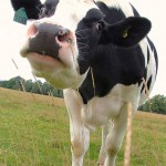 bovine_studies