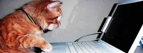 cat typing