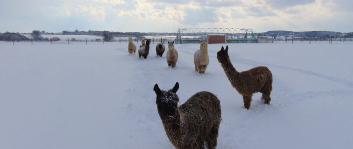 alpacas in the snow
