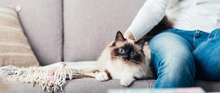 cat on sofa