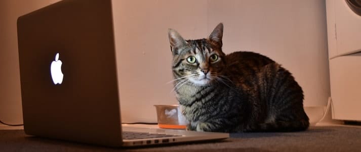 cat sat at laptop