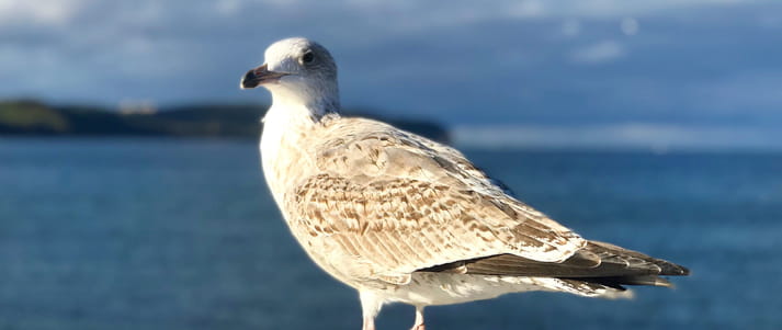 seagull in front of ocean