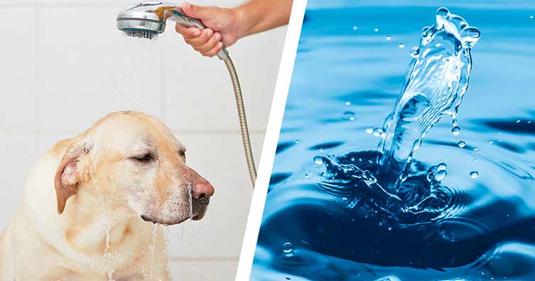 Dog in the shower and water