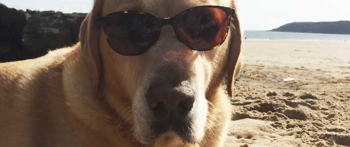 Dog with sunglasses at the beach