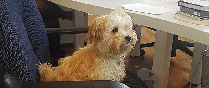 small dog sat on office chair