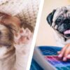 a puppy and pug by a laptop