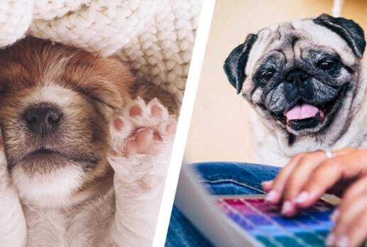 a puppy and pug by a laptop