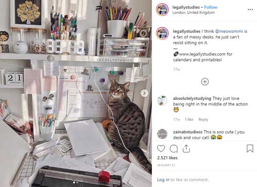 cat on a busy desk on Instagram