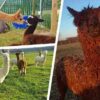student runs alpaca farm spare time make money