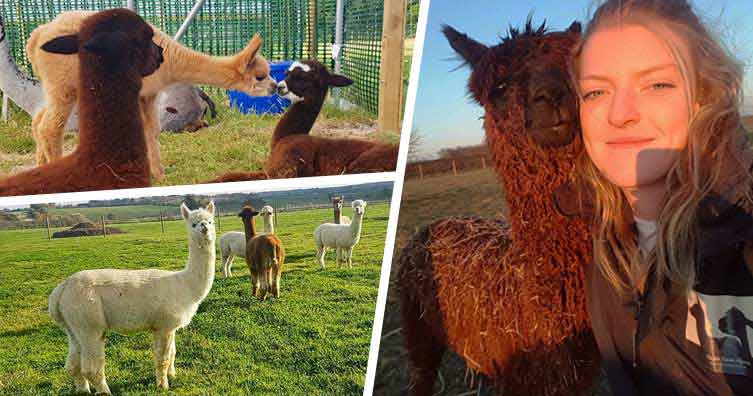 lucy ackers and alpacas