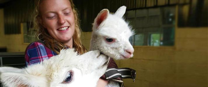 lucy ackers with an alpaca