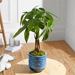 Pachira Money Tree
