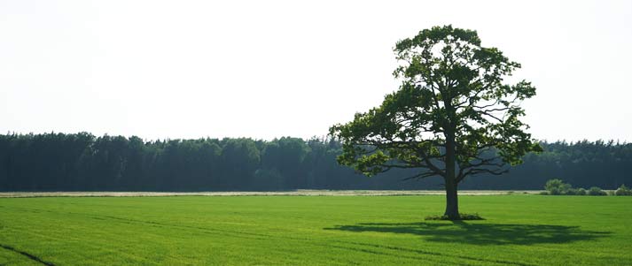 tree in a field