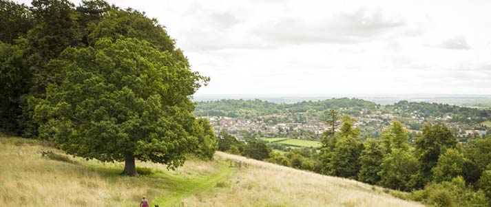 tree on hill over landscape