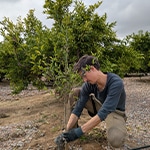 Man plamting a tree