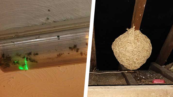 wasps nest in student loft