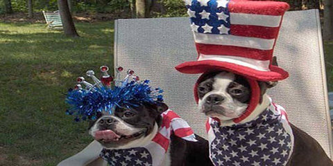 america dogs