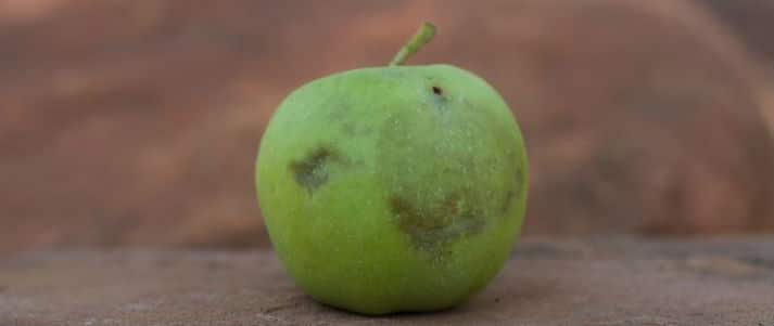 Bruised apple