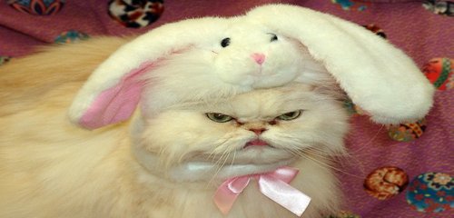 cat bunny