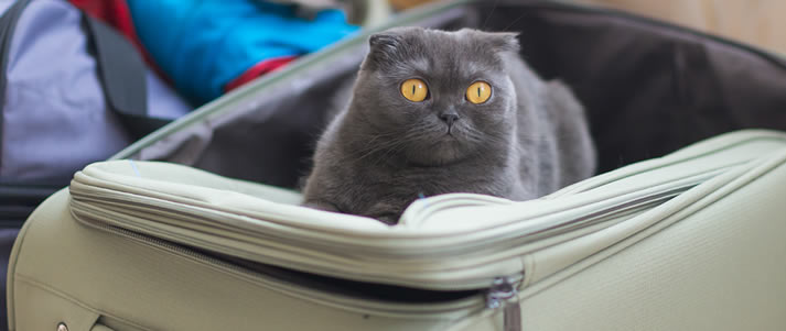 shocked cat in a suitcase