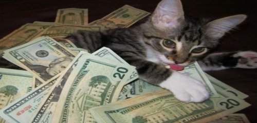 cat money