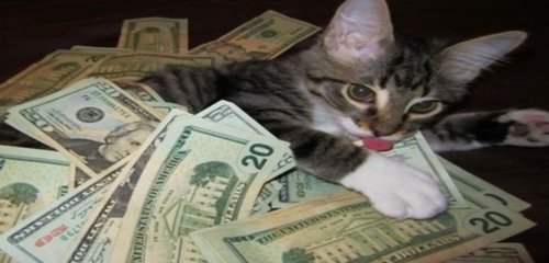 cat money