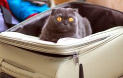 cat in a suitcase