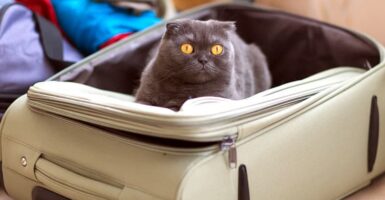 cat in a suitcase