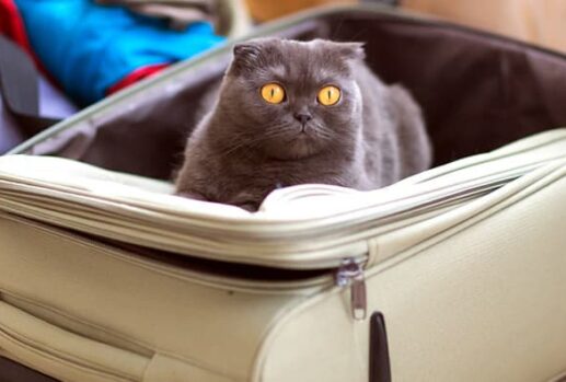 cat in a suitcase