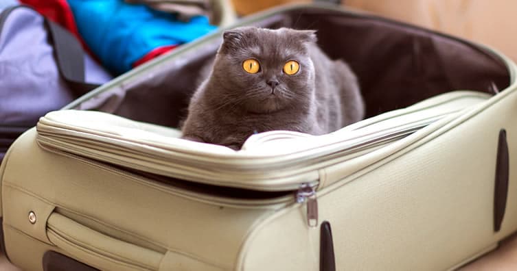 cat in a suitcase