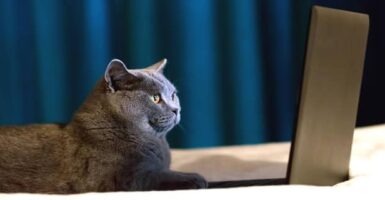 cat on laptop