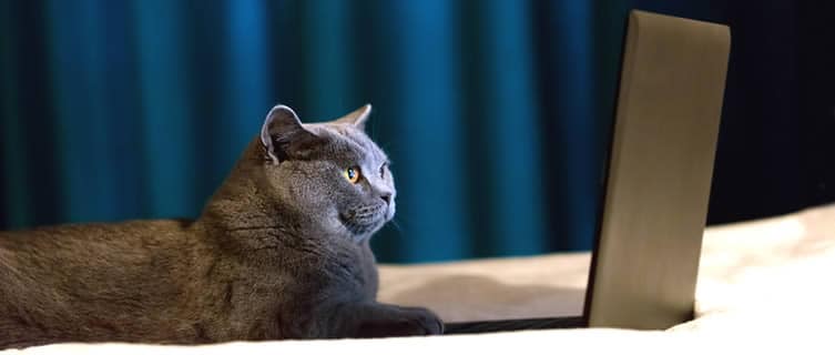 cat using laptop