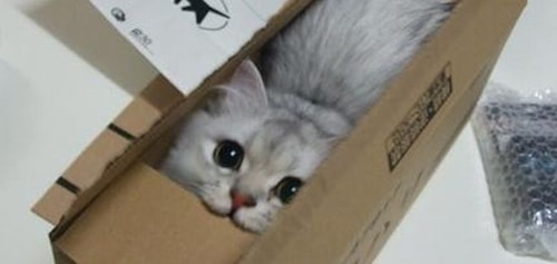 catinabox