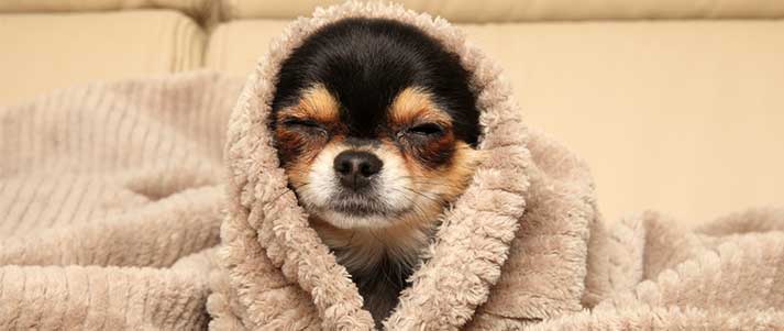 happy chihuahua in a blanket
