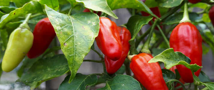 chilli pepper plant