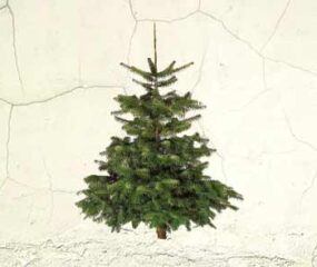 christmas tree