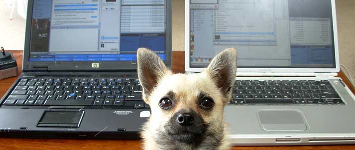 perro delante de computadoras portátiles