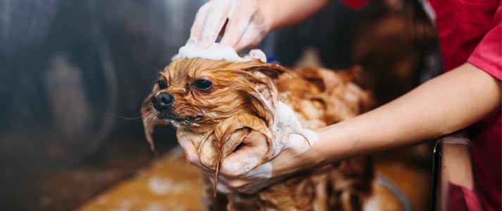 dog getting shampoo