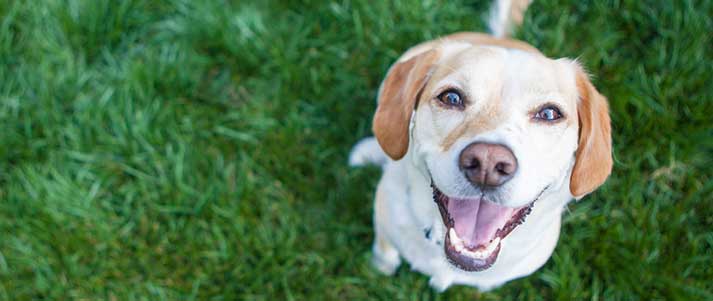 happy dog looking up