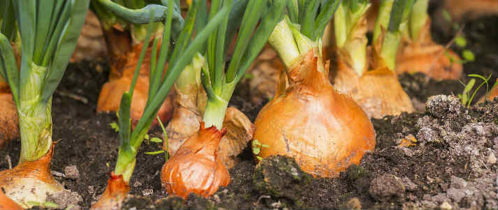 Onions growing in soil