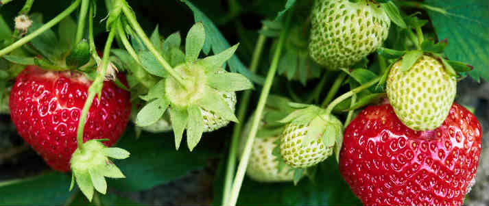 strawberry plant