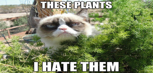 Grumpy Cat Hay Fever