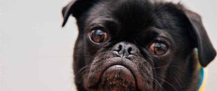 grumpy pug