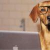 dog with glasses at a laptop