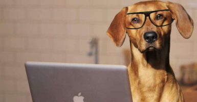 dog with glasses at a laptop