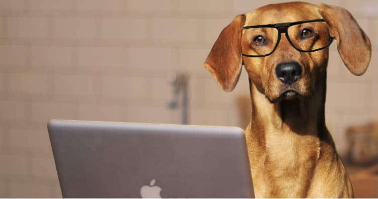 dog with glasses at a laptop