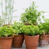 herbs