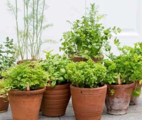 herbs